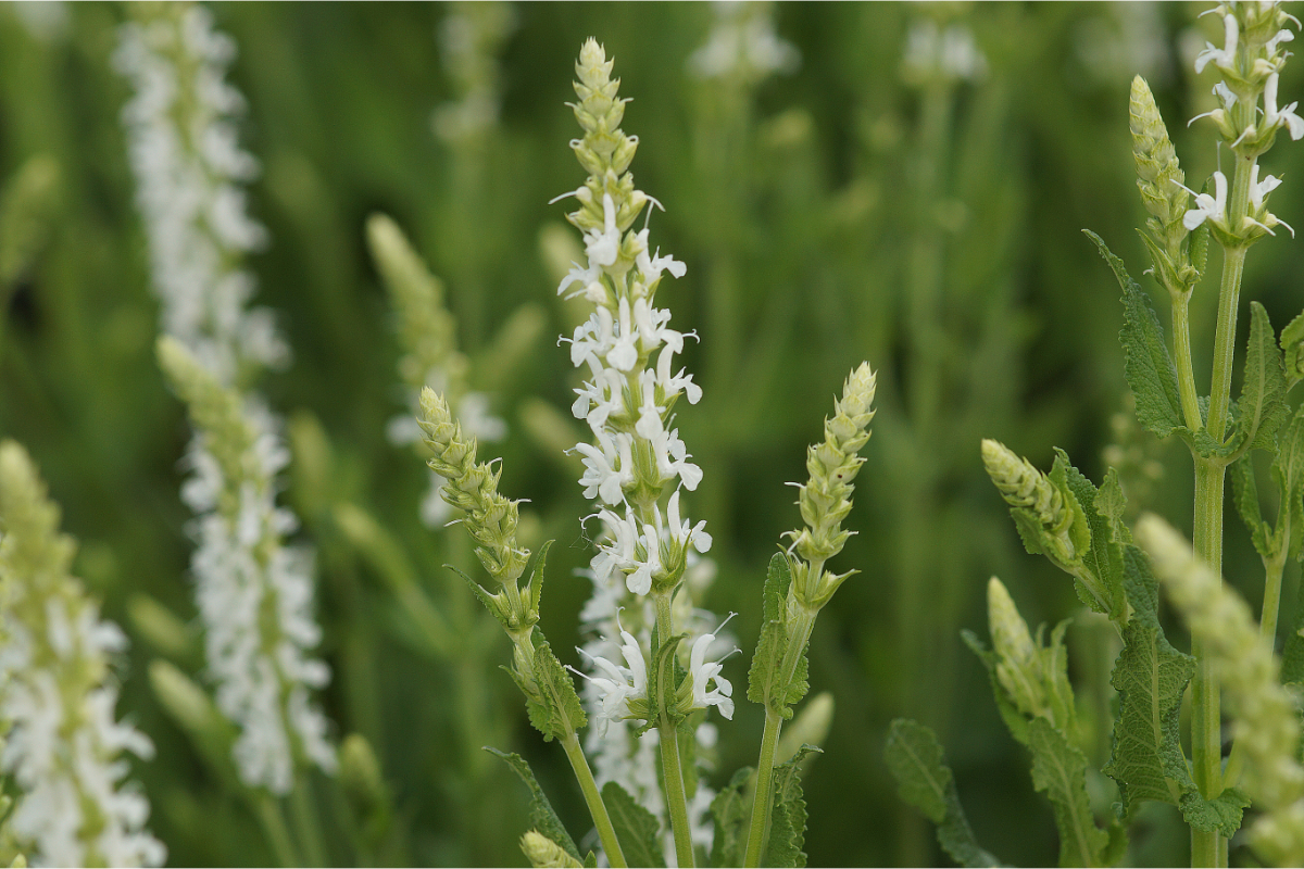 Salvia nemorosa 'Adrian' ('Schneehügel')