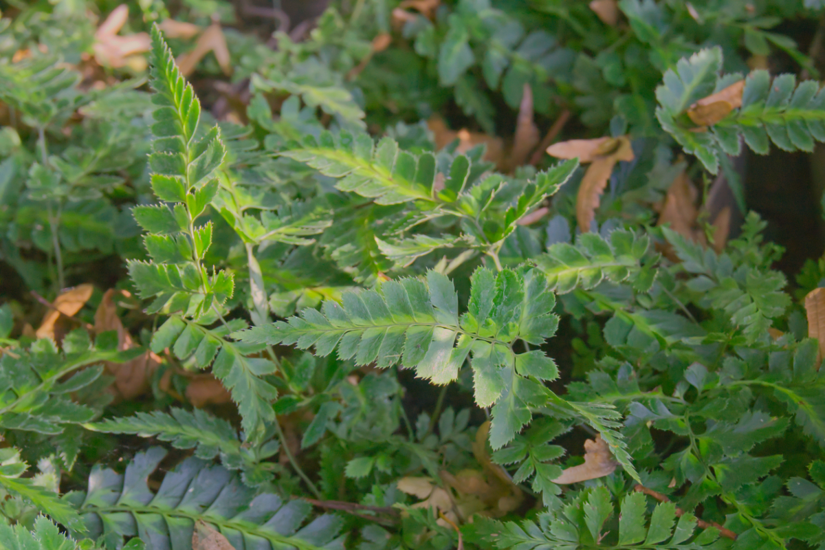 Arachniodes aristata 'Variegata' - Panaschierter Lederfarn