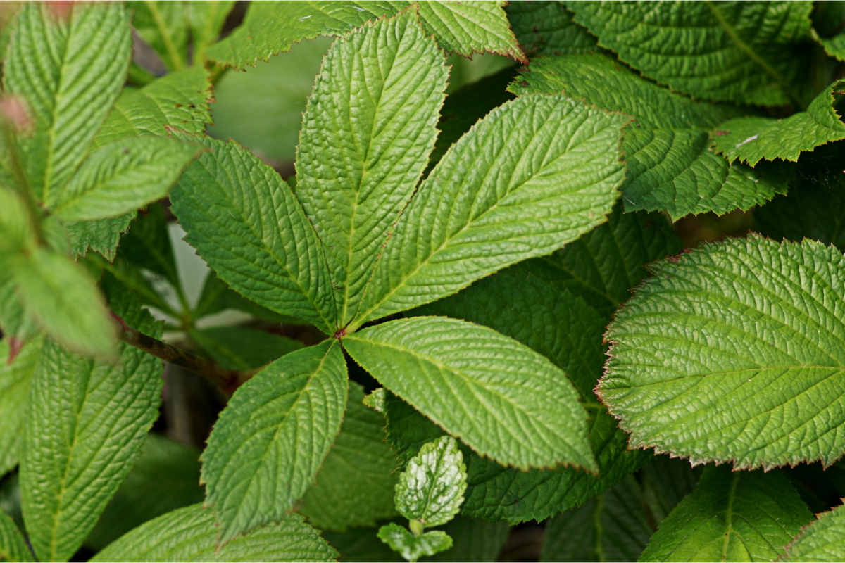 Rodgersia henrici 'Die Stolze' - Schaublatt