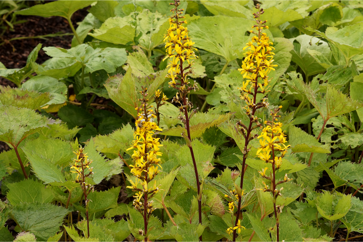 Ligularia przewalskii 'The Rocket' - Kreuzkraut, Goldkolben, Greiskraut
