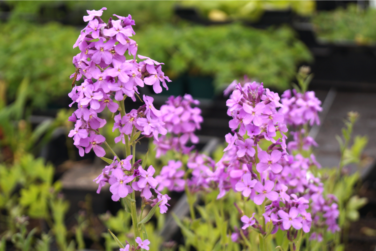 Hesperis matronalis