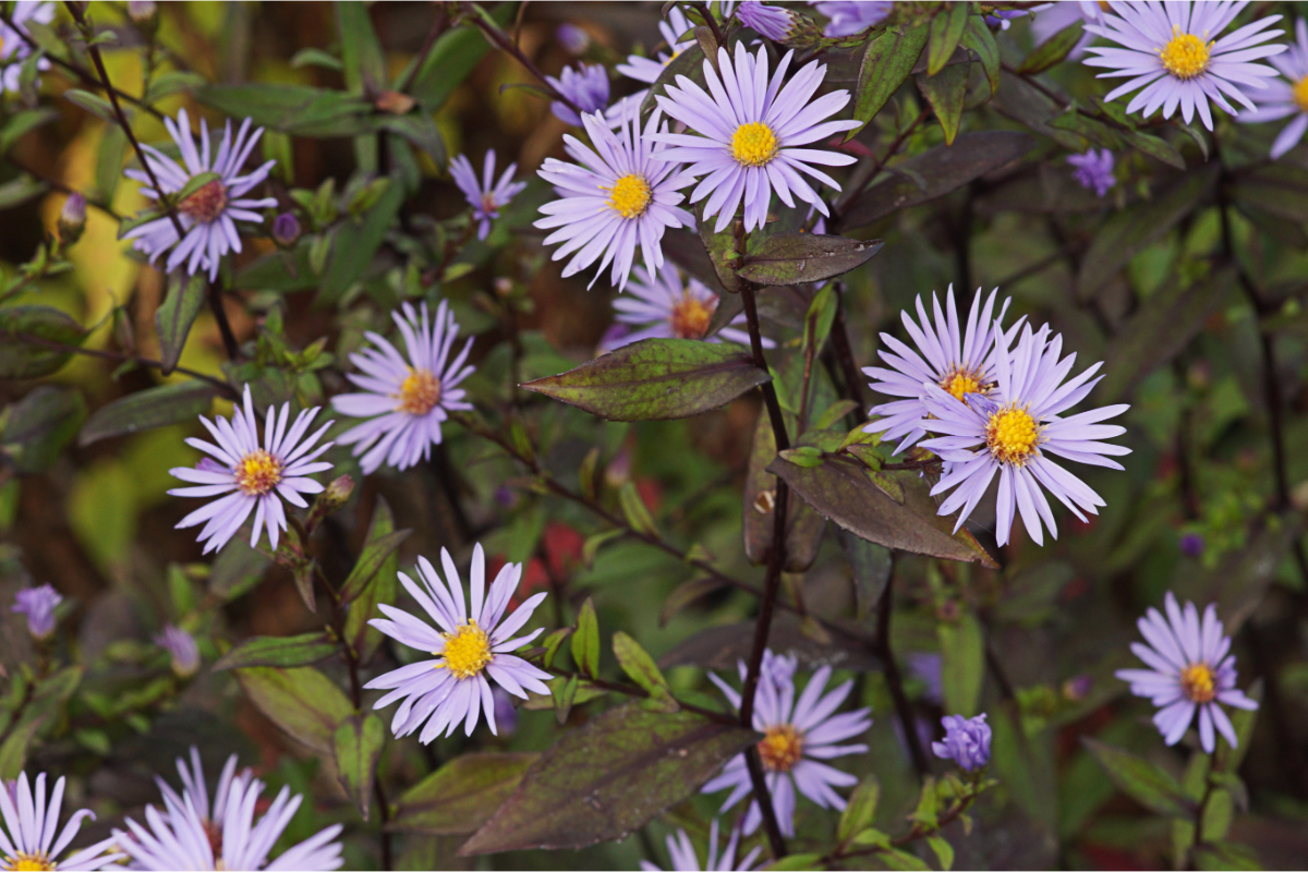 Aster laevis 'Calliope'