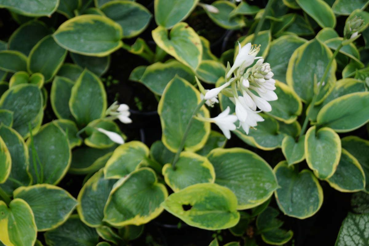 Hosta sieboldiana 'Frances Williams'