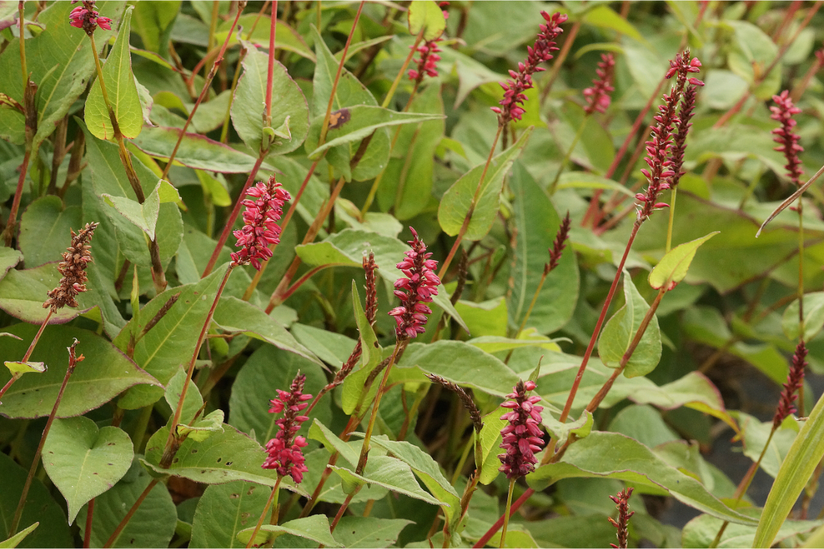 Bistorta amplexicaulis 'Inverleith' - Kerzenknöterich