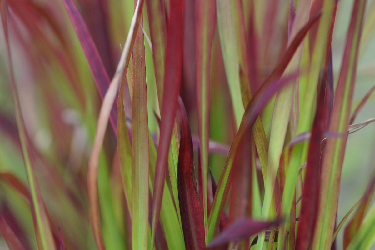 Imperata cylindrica 'Red Baron'