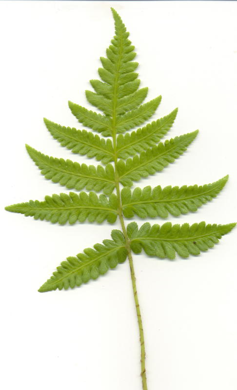 Matteuccia orientalis gen.