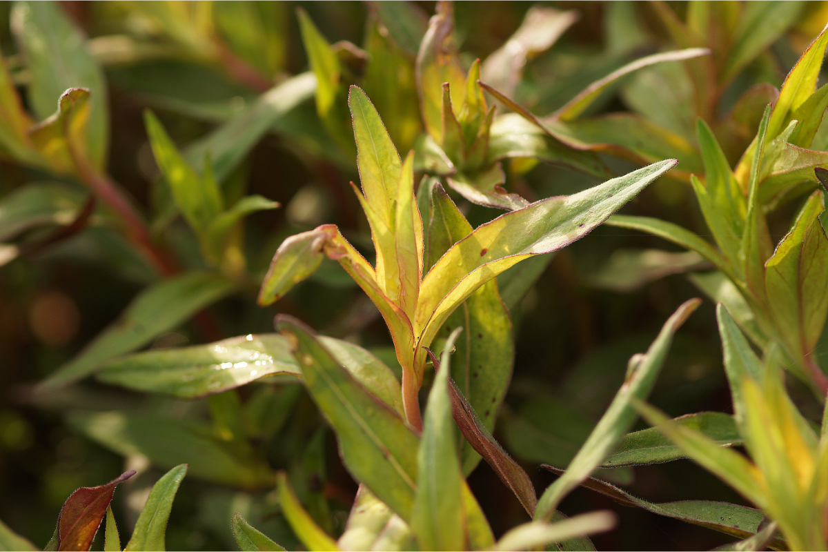 Oenothera fruticosa (tetragona) 'Erika Robin'