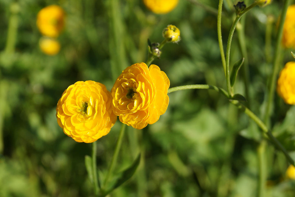 Ranunculus acris 'Multiplex' - Gefülltblühender scharfer Hahnenfuß