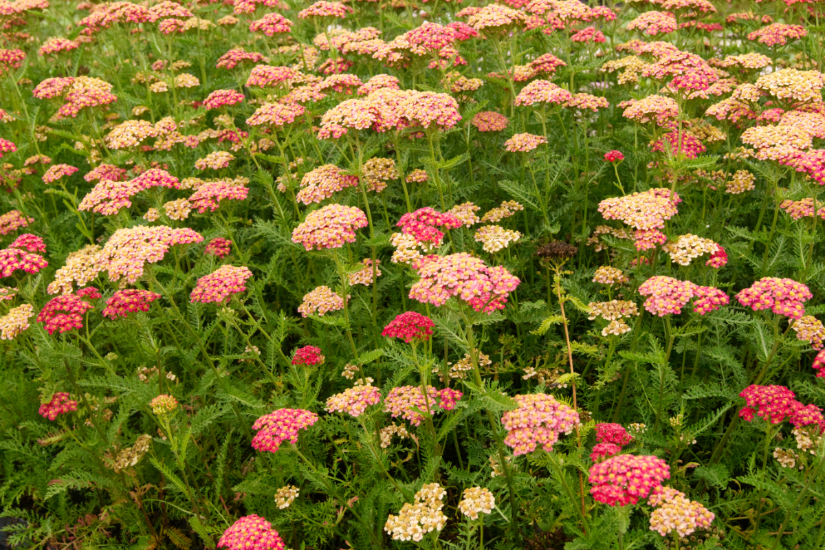 Achillea Millefolium-Hybr. 'Paprika'