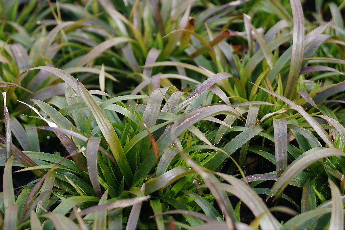 Luzula pilosa 'Igel'