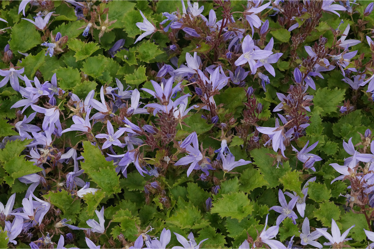 Campanula poscharskyana 'Blauranke'