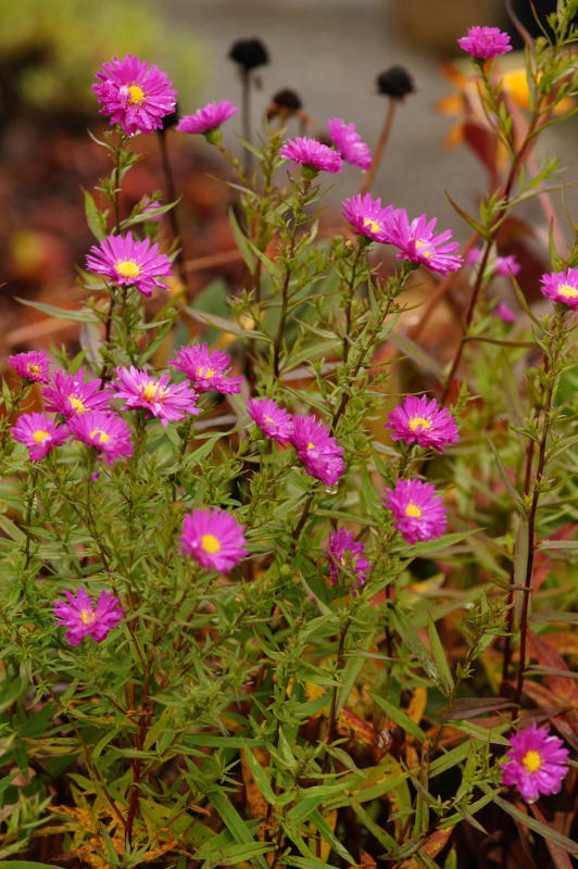 Aster novi-belgii 'Karminkuppel'