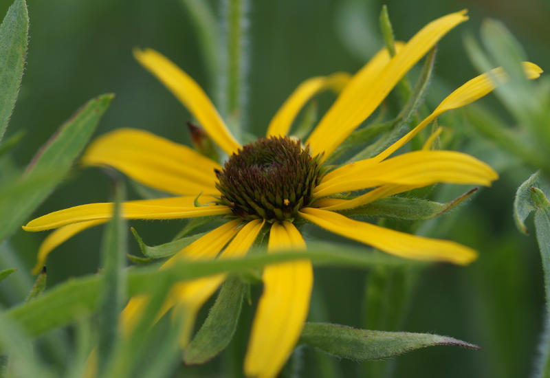 Rudbeckia missouriensis