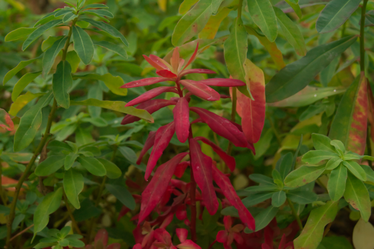 Euphorbia polychroma (epithymoides)