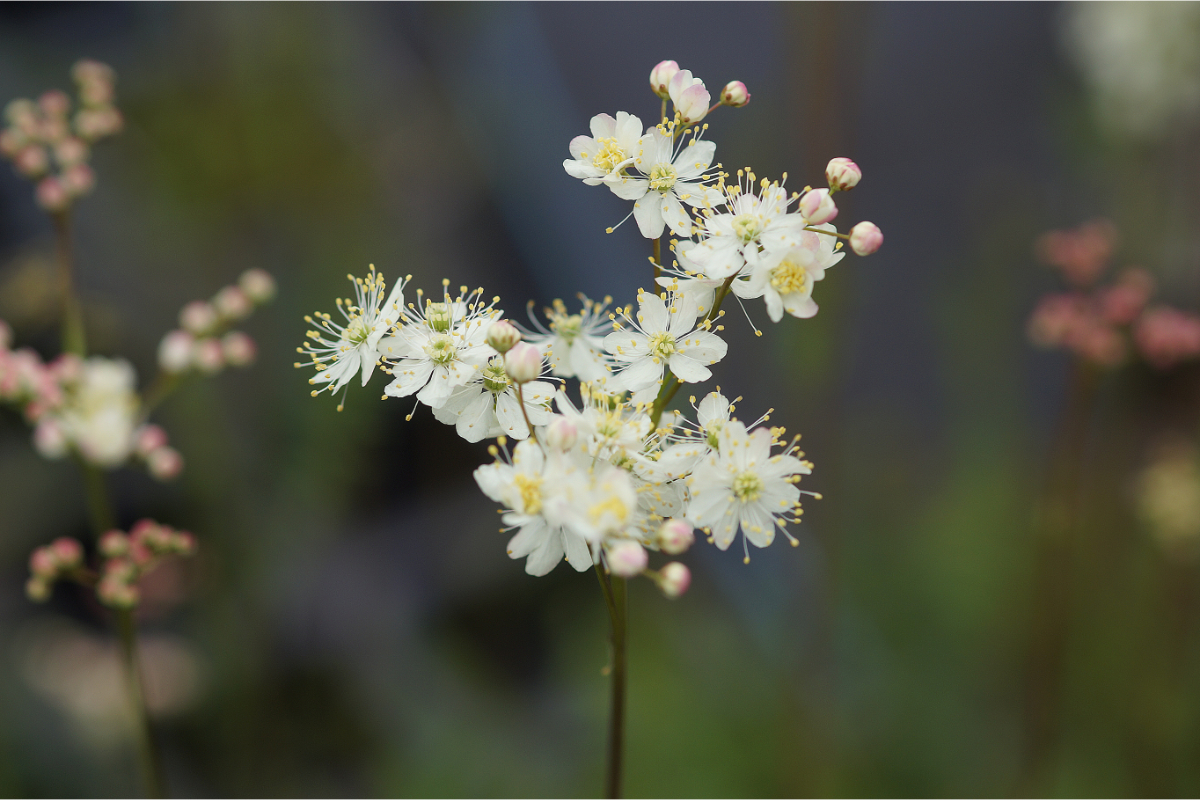 Filipendula vulgaris (hexapetala) - Kleines Mädesüß