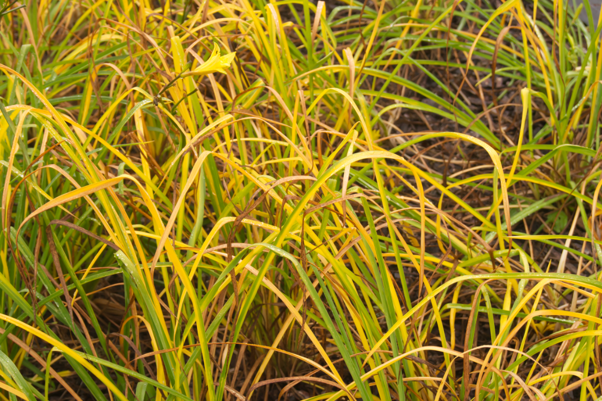 Hemerocallis minor