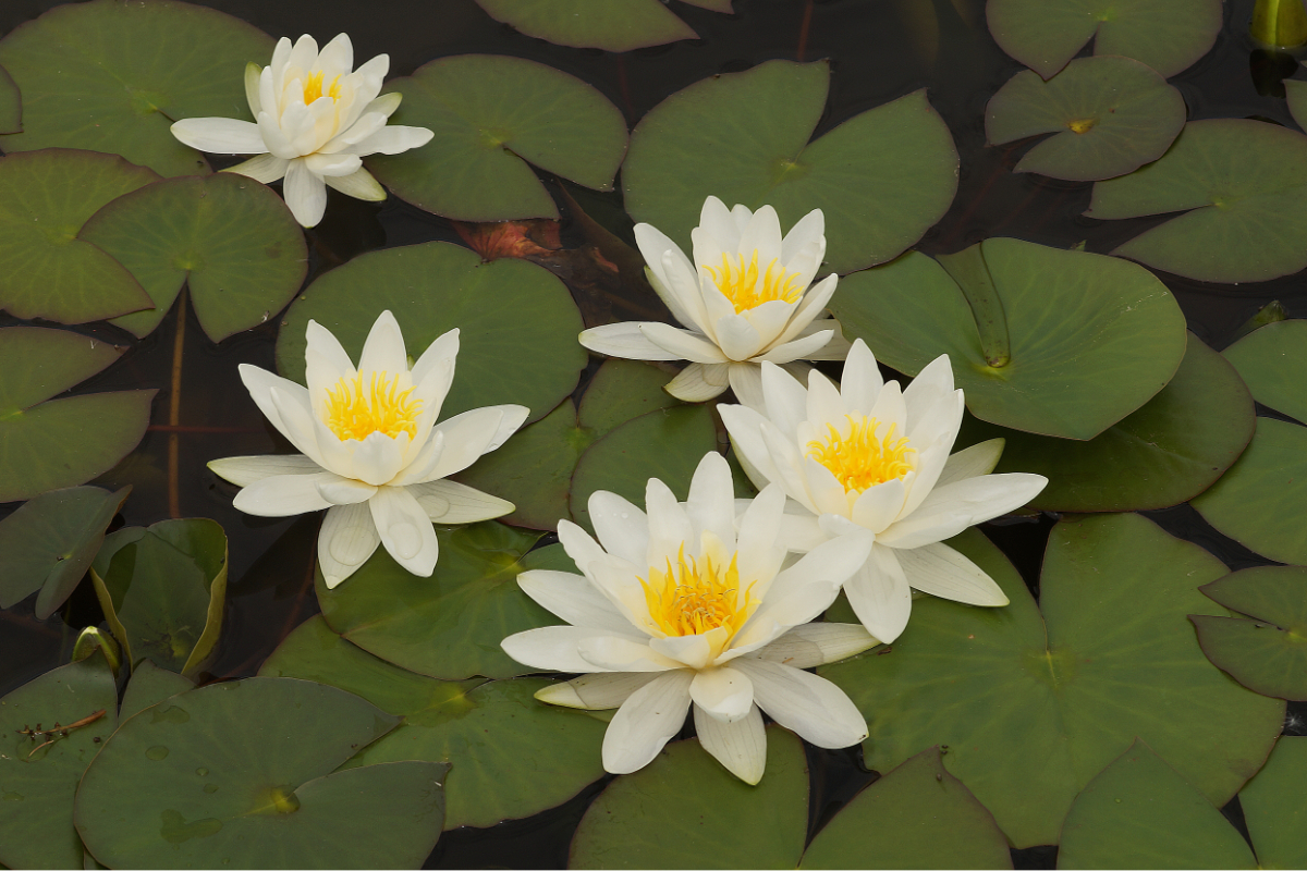 Nymphaea Hybride 'Hermine'