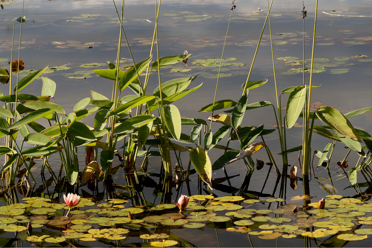 Thalia dealbata