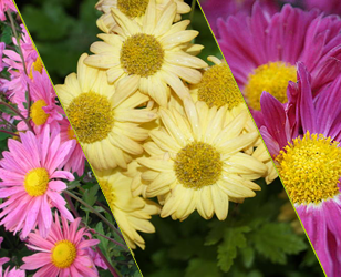 chrysanthmum-teaser