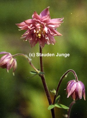 Aquilegia vulgaris plena 'Rose Barlow'