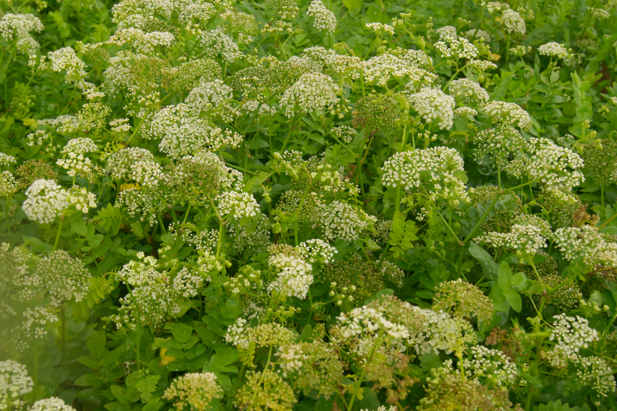 Apium (Helosciadium) nodiflorum - Knotenblütiger Sellerie