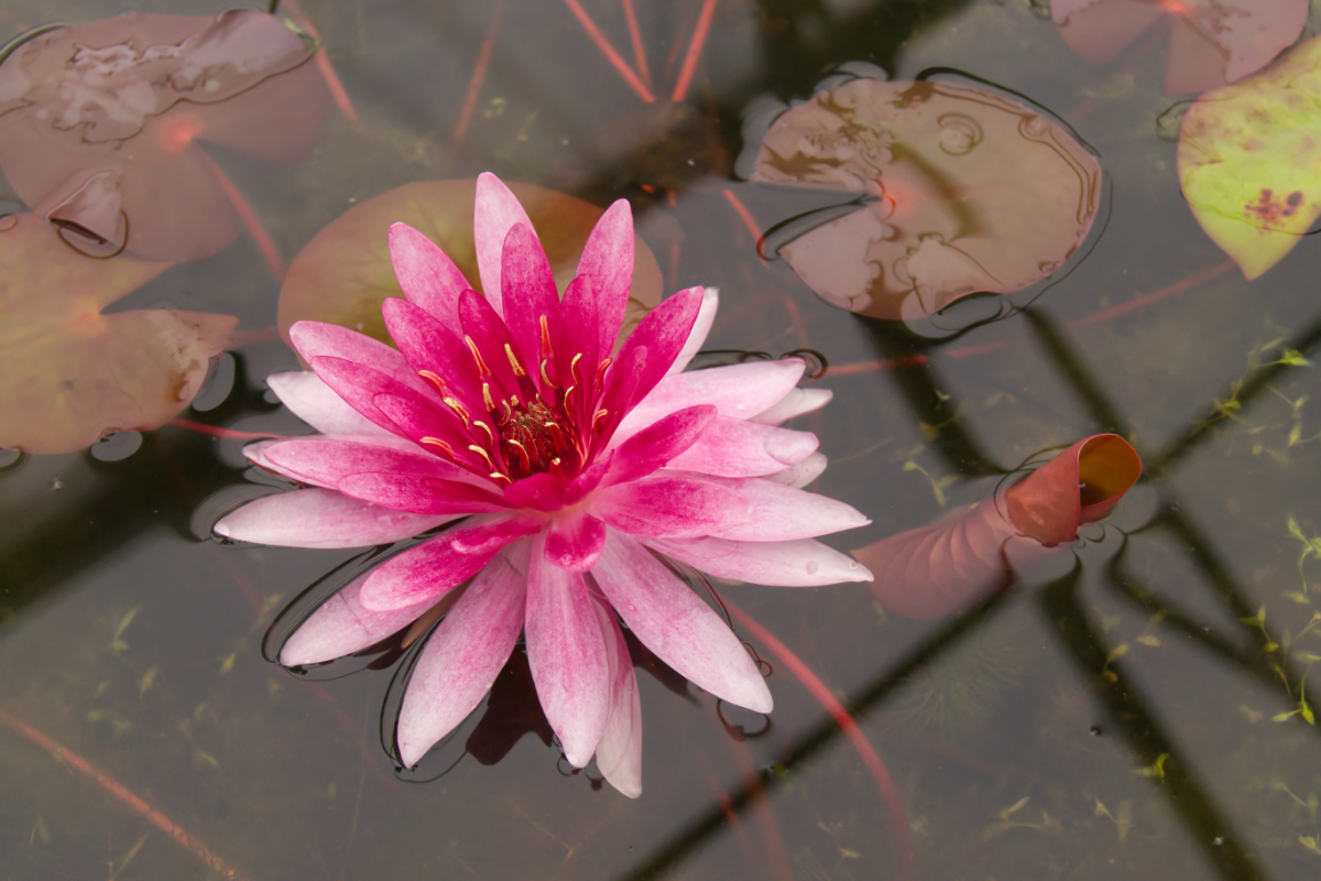 Nymphaea x 'Red Daniel' - Seerose