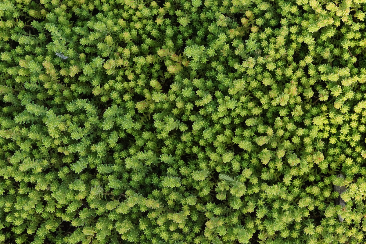 Sedum sexangulare - Milder Mauerpfeffer