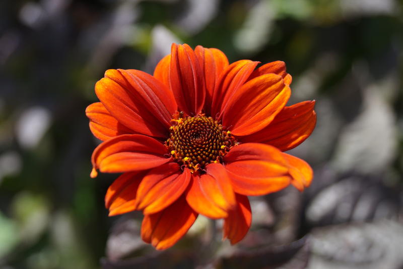 Heliopsis scabra 'Bleeding Hearts'