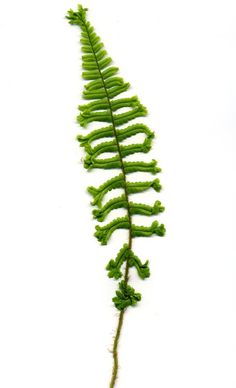 Dryopteris affinis ssp. affinis 'Cristata' (gen.) - Königsgoldschuppenfarn