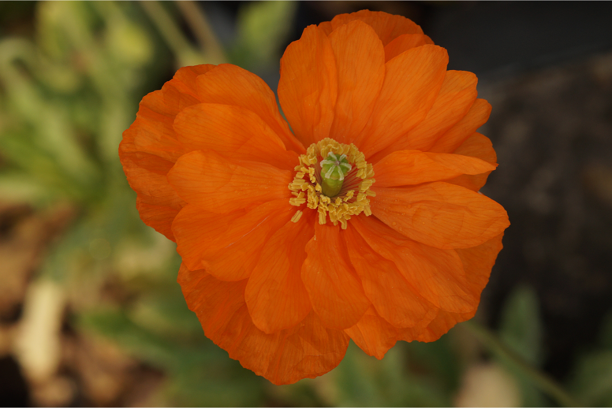 Papaver lateritium 'Semiplena' - Armenischer Mohn