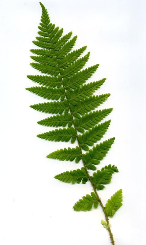 Dryopteris filix-mas gen.