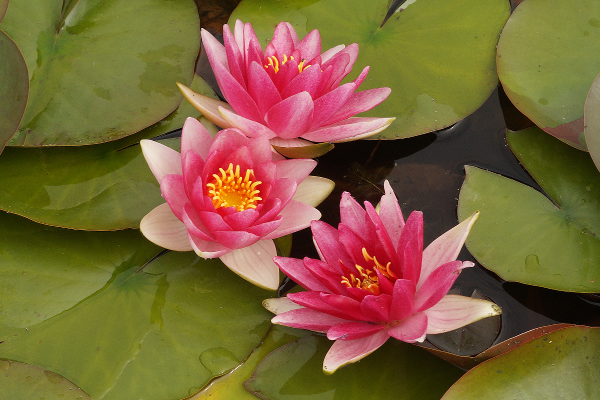 Nymphaea Hybride 'Attraction'