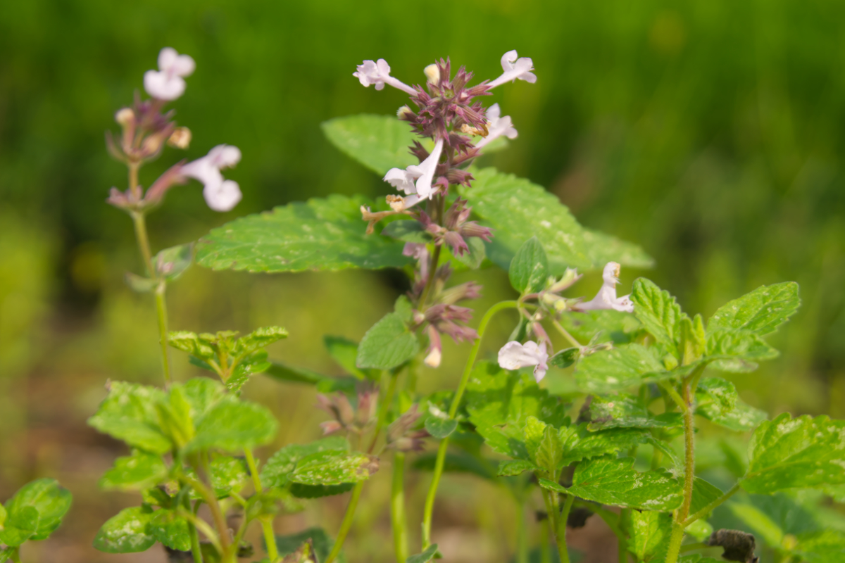 Nepeta grandiflora 'Florina'