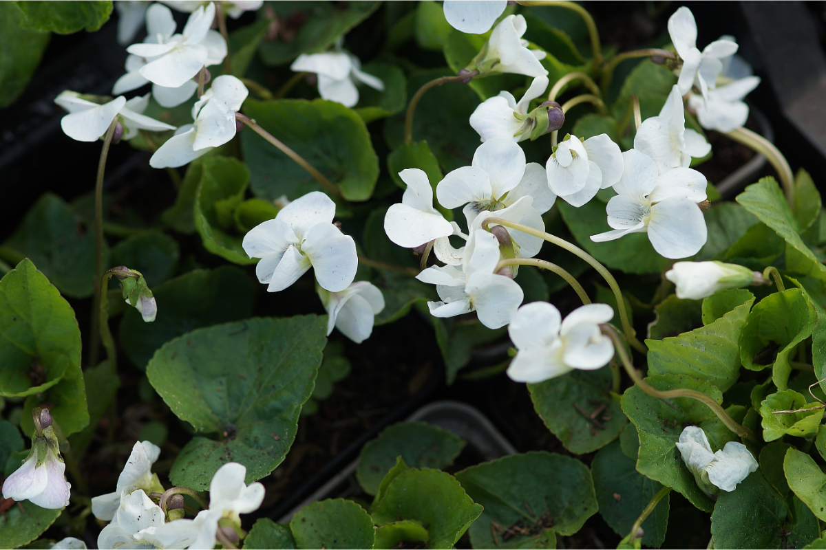 Viola sororia 'Albiflora' - Pfingstveilchen