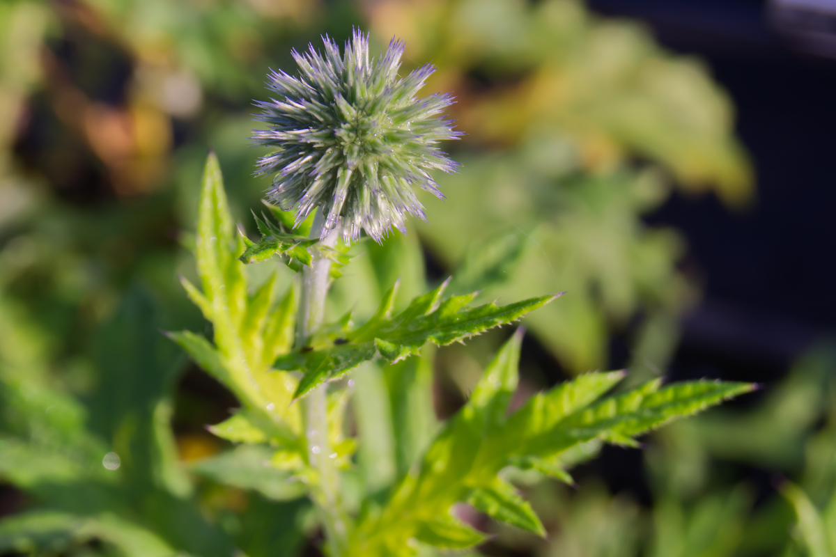 Echinops ritro 'Veitch's Blue' - Kugeldistel