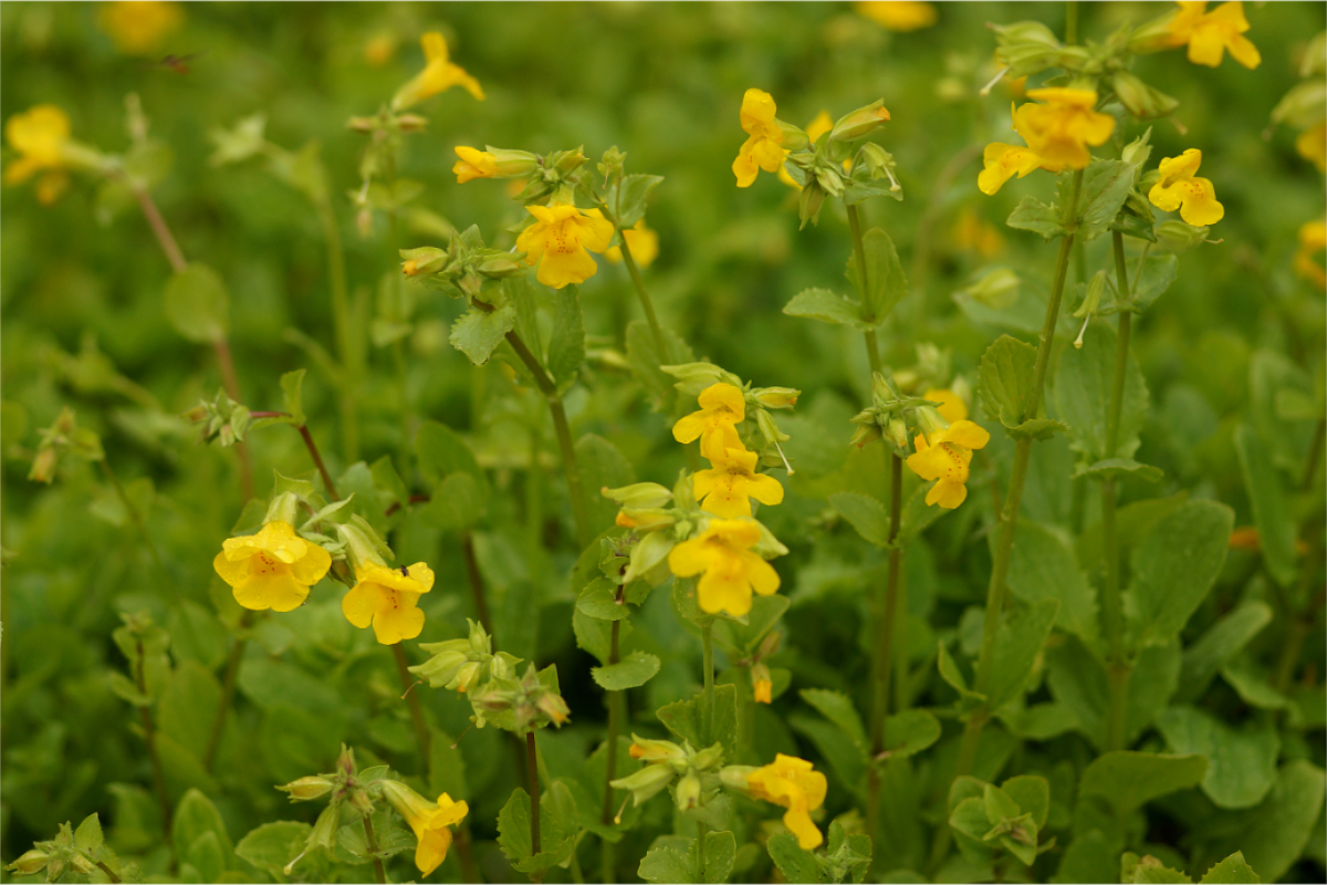Mimulus luteus - Gelbe Gauklerblume