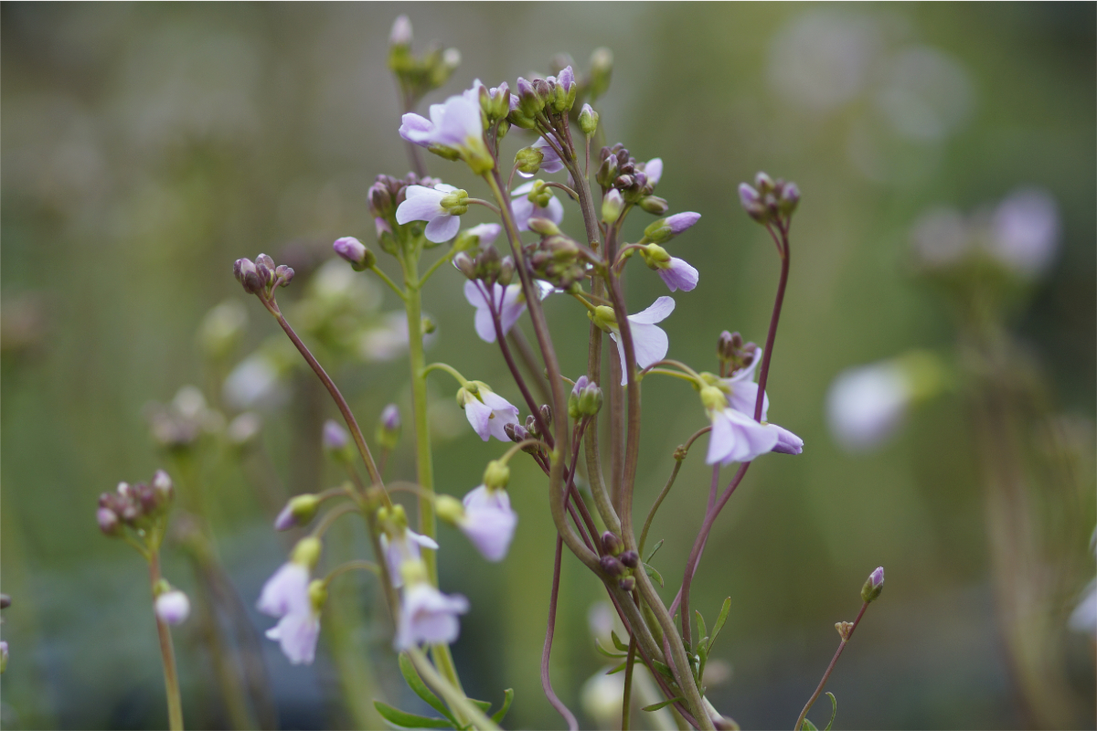 Cardamine pratensis - Wiesen-Schaumkraut