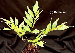 Cyrtomium hookerianum (gen.)