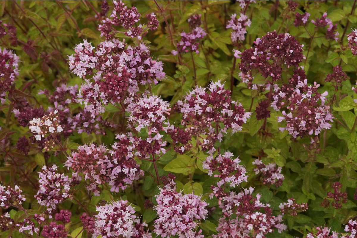 Origanum vulgare - Oregano, Gewöhnlicher Dost, Wilder Majoran