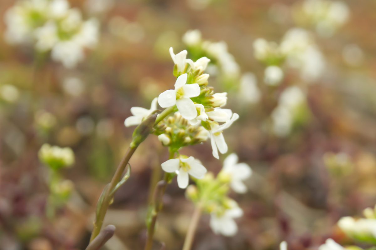 Arabis procurrens 'Filigran'