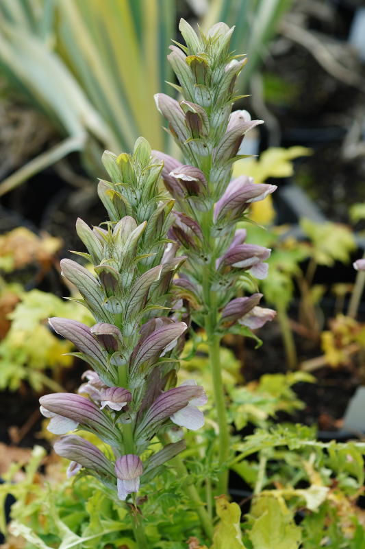 Acanthus mollis
