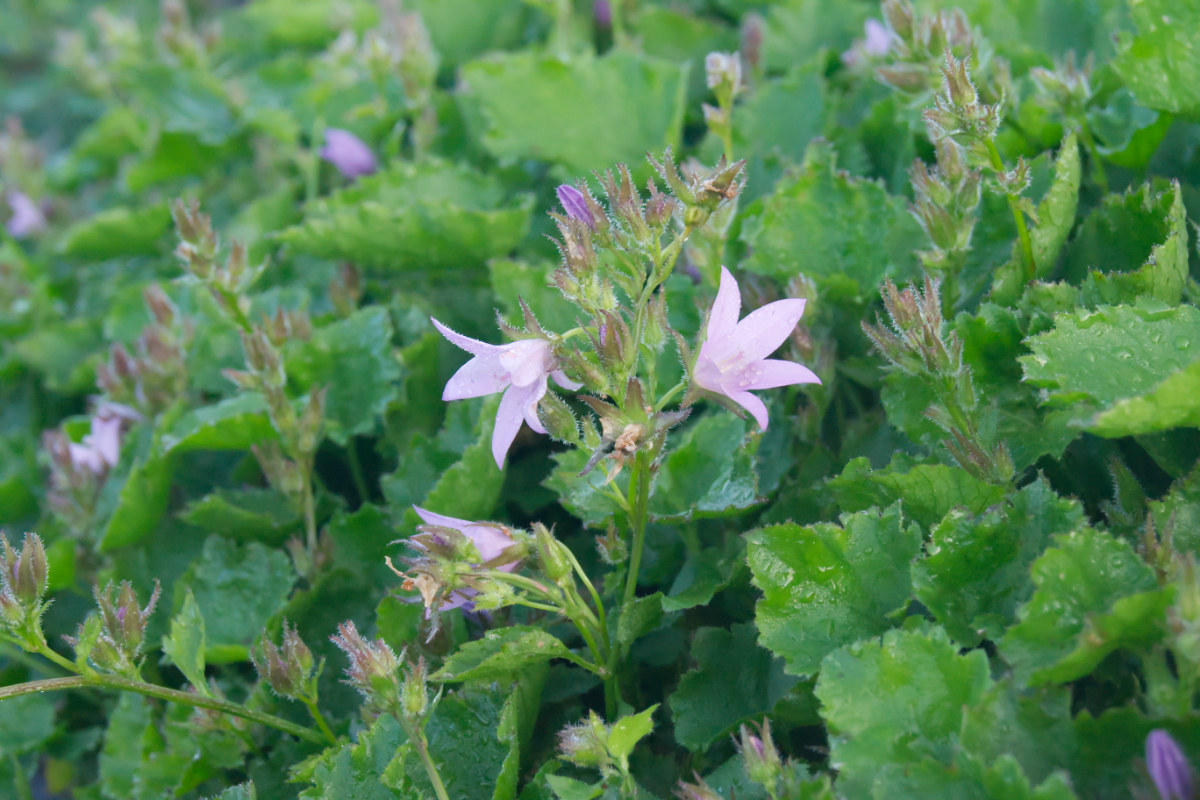 Campanula poscharskyana 'Lisduggan' - Hängepolsterglockenblume