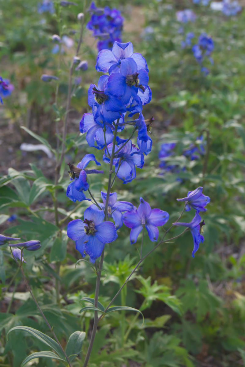 Delphinium Elatum-Hybr. 'Waldenburg' - Hoher Garten-Rittersporn