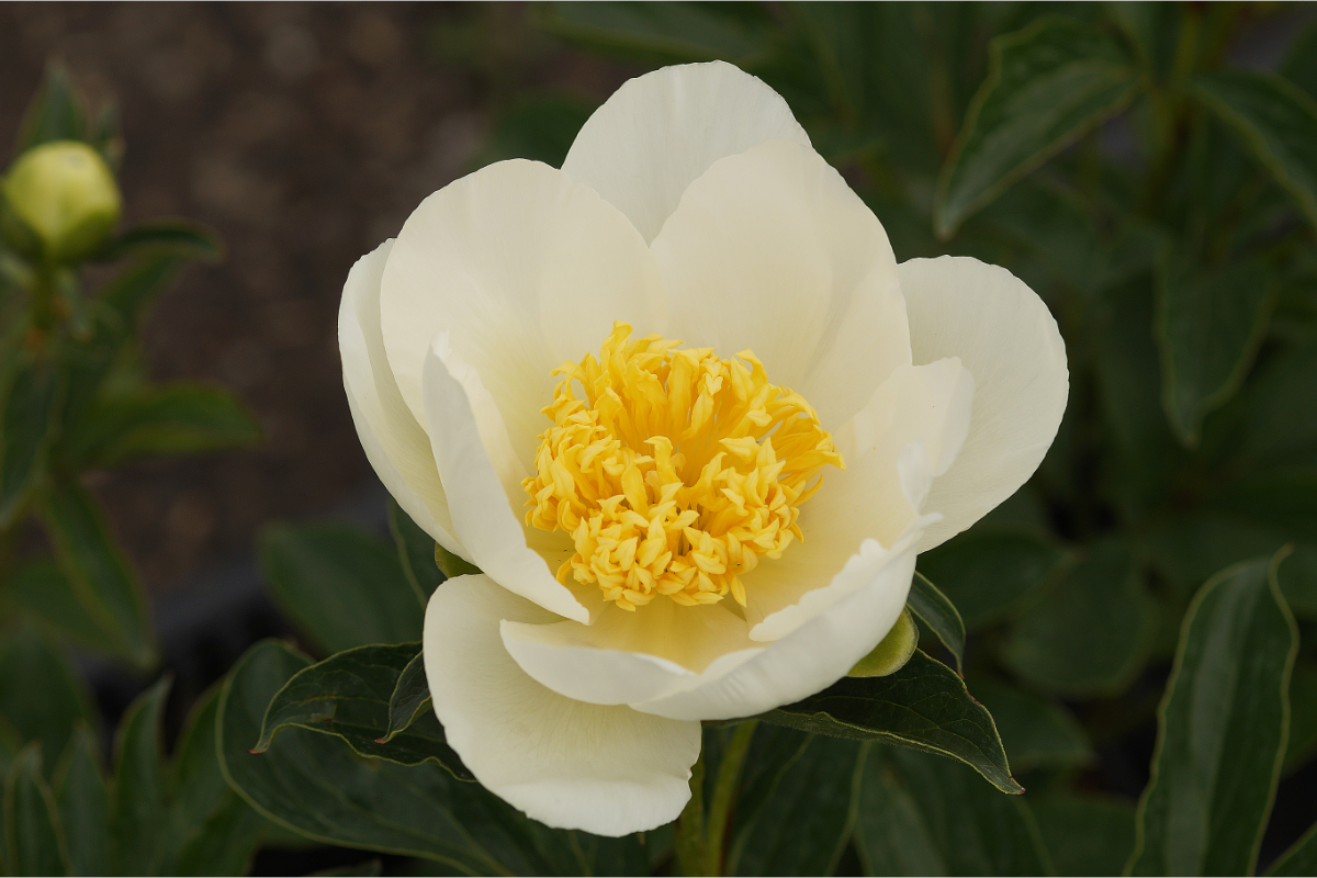 Paeonia Lactiflora-Hybr. 'Jan v.Leeuwen' - Edelpfingstrose