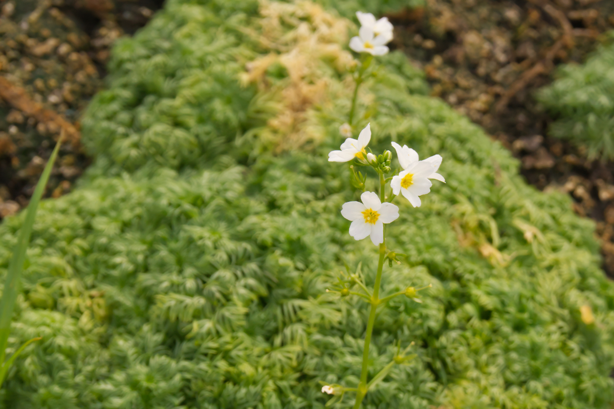 Hottonia palustris - Wasserfeder