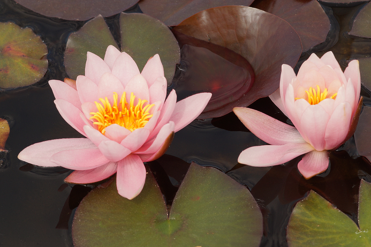 Nymphaea odorata 'Rosennymphe'