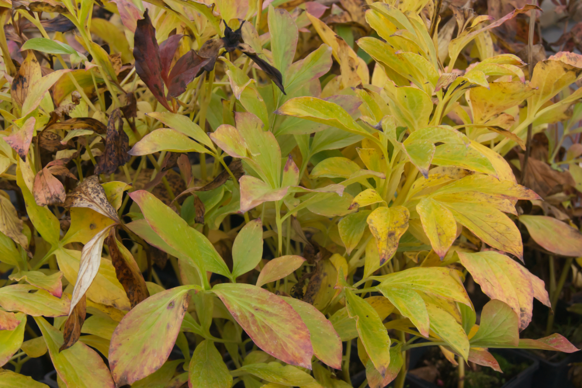 Paeonia Lactiflora-Hybr. 'Jan v.Leeuwen'