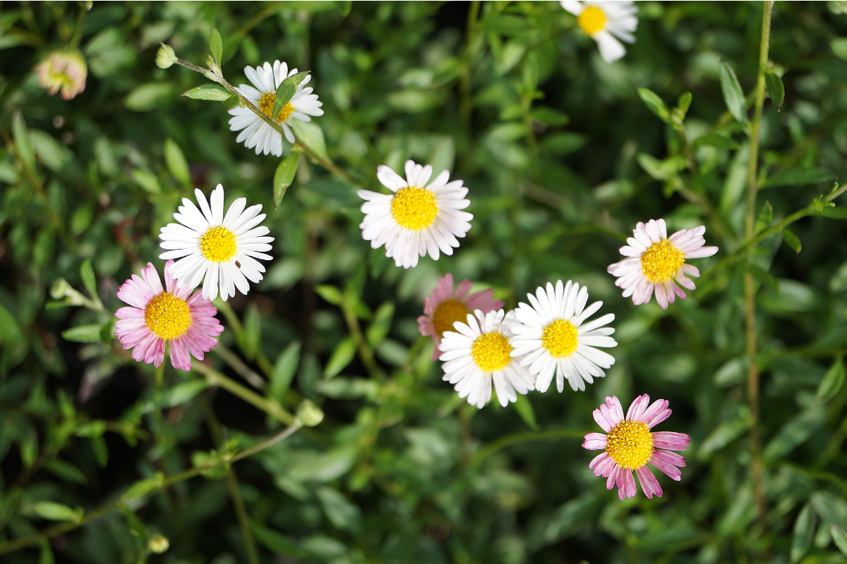 Erigeron karvinskianus 'Blütenmeer'