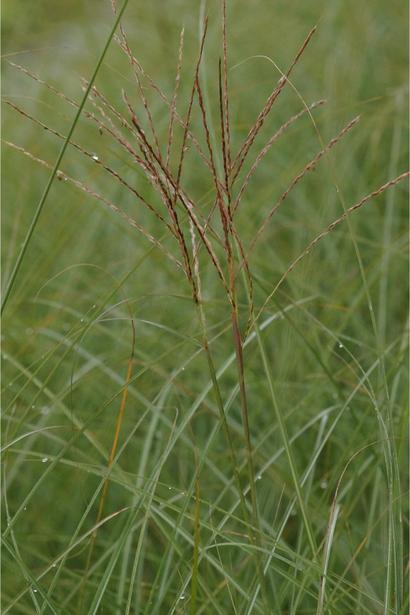 Miscanthus sinensis 'Gracillimus' - Feinhalm-Chinaschilf, Eulalia