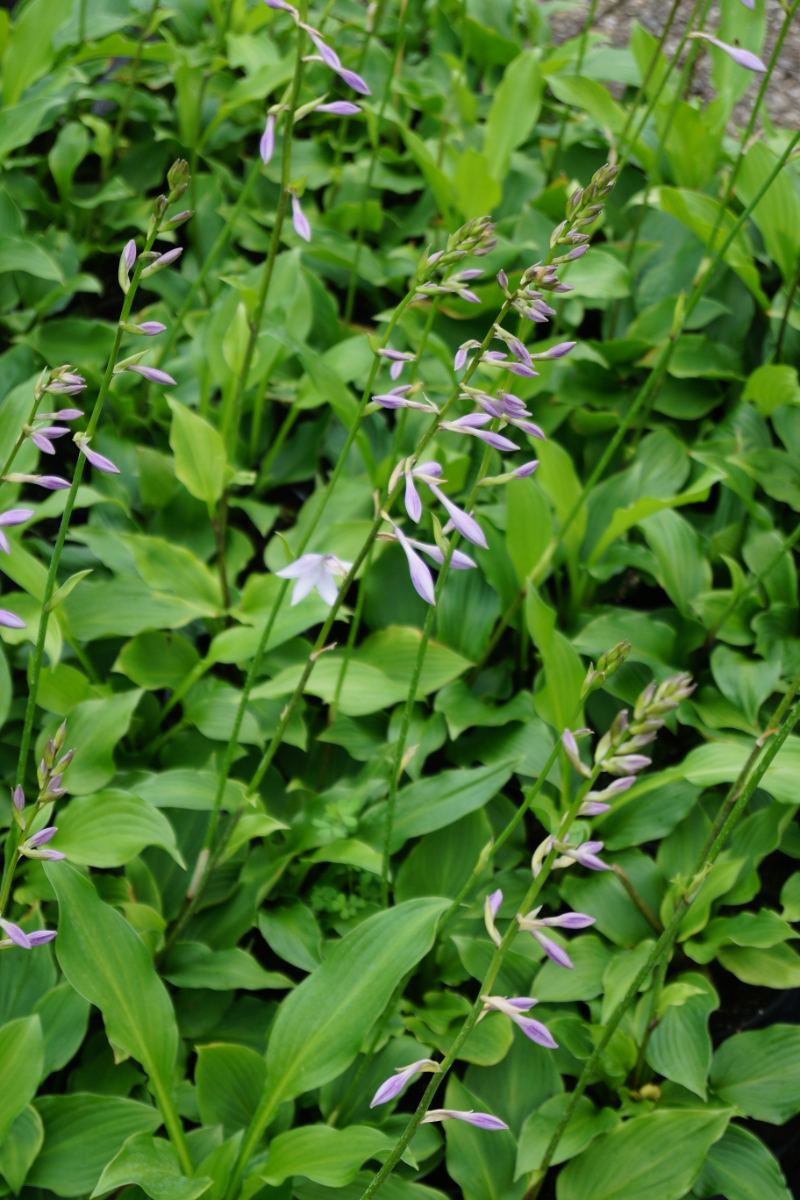Hosta ventricosa